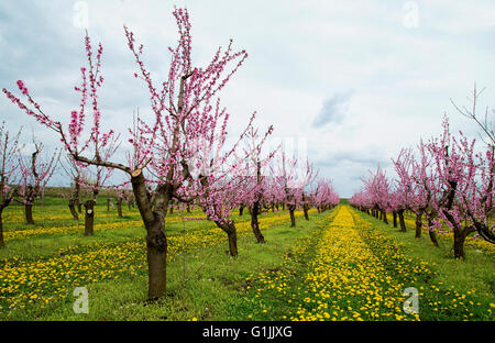 Blooming Peach orchard avec champ de pissenlit en arrière-plan Banque D'Images