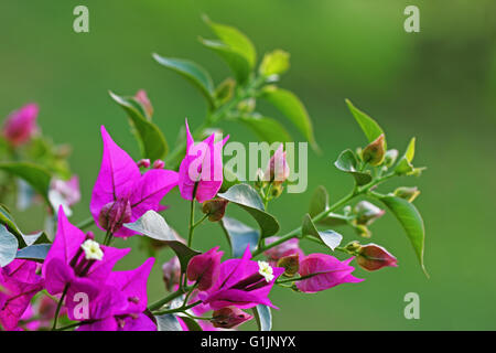 La direction générale de bougainvillées rose avec des fleurs dans un arrière-plan Banque D'Images