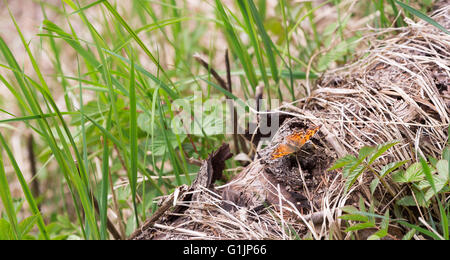 Petite Écaille de Orange Butterfly sitting on log Banque D'Images