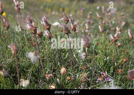 La dryade Dryas octopetala seedheads Islande Juillet 2009 Banque D'Images