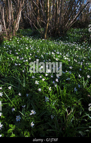 Anémone des bois Anemone nemorosa dans un bois près de Blandford Dorset England UK Banque D'Images
