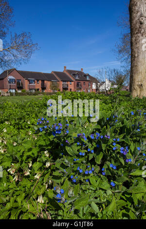 Orcanette vert Pentaglottis sempervirens et consoude tubéreuse Symphytum tuberosum Bickerley Ringwood Hampshire England UK Banque D'Images