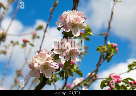 Apple Blossom dans un allotissement Ringwood Hampshire England UK Banque D'Images