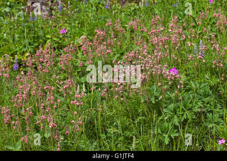 Les avens Geum violet plumes trifolium Lamar Valley Parc National de Yellowstone au Wyoming USA Juin 2015 Banque D'Images