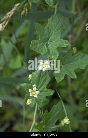 Bryonia dioica bryone blanche du Blizon région près de Parc Naturel de la Brenne France Banque D'Images