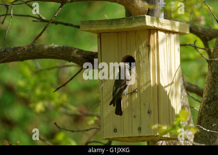 Femme (Ficedula hypoleuca) Installation des dans un nichoir. Banque D'Images