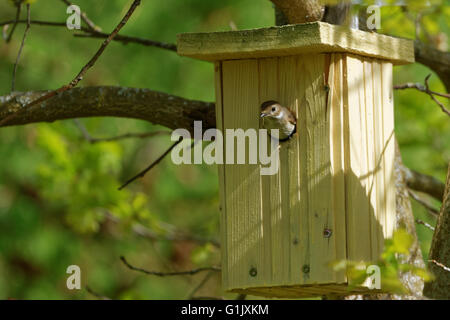 Femme (Ficedula hypoleuca) Installation des dans un nichoir. Banque D'Images