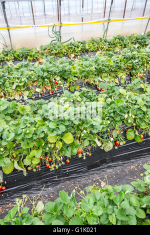 Rangées de fraisiers d'infiltration croissante Banque D'Images