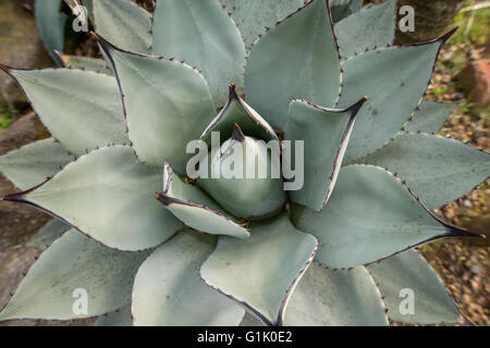 Plante succulente espèces du genre Aloe Banque D'Images