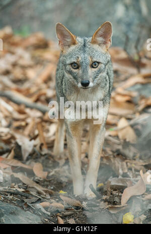 Sechuran sechurae Lycalopex (Fox) Wild, Chaparri, Lambayeque, Nord du Pérou Banque D'Images