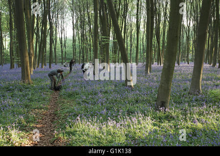 Bluebell Hyacinthoides non-scripta en bois de hêtre Bois Micheldever Hampshire England UK Banque D'Images