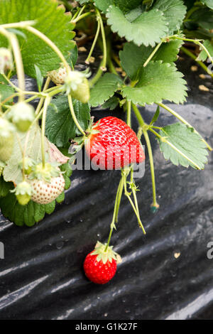 Rangées de fraisiers d'infiltration croissante Banque D'Images