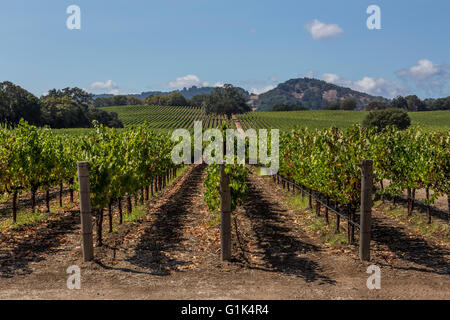 Vignobles le long de la route 128 au sud-est de Pine Flat Road à Alexander Valley près de Healdsburg dans le Comté de Sonoma en Californie Banque D'Images