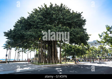 Banyan Tree à Waikiki, Oahu, Hawaii Banque D'Images