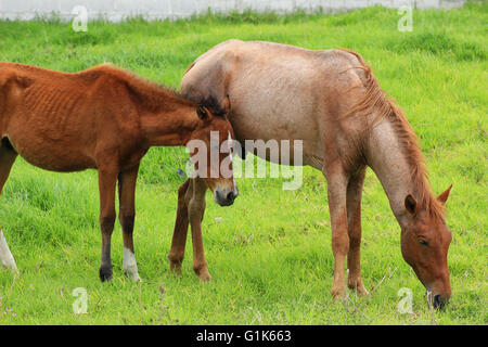 Chevaux dans un pâturage sur une ferme à Cotacachi (Équateur) Banque D'Images