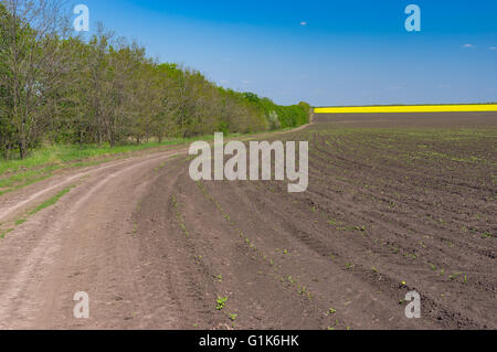 Route de terre à côté de champ agricole avec le maïs au centre de l'Ukraine à la saison du printemps Banque D'Images