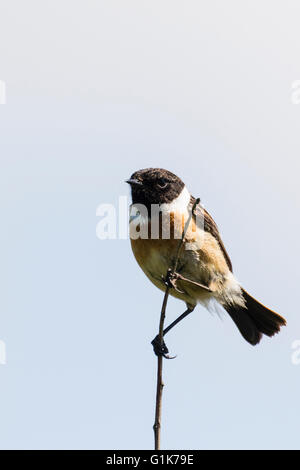 Un européen mâle stonechat Borth à galles Ceredigion Banque D'Images