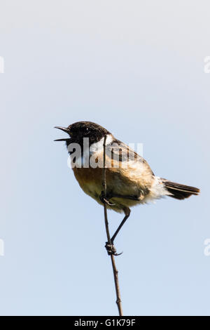 Un européen mâle stonechat Borth à galles Ceredigion Banque D'Images