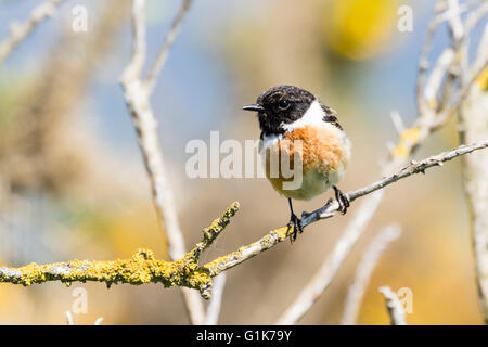 Un européen mâle stonechat Borth à galles Ceredigion Banque D'Images