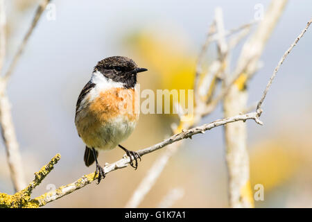 Un européen mâle stonechat Borth à galles Ceredigion Banque D'Images