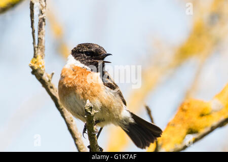 Un européen mâle stonechat Borth à galles Ceredigion Banque D'Images