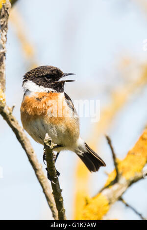 Un européen mâle stonechat Borth à galles Ceredigion Banque D'Images