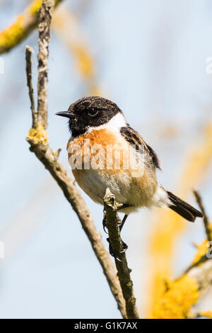 Un européen mâle stonechat Borth à galles Ceredigion Banque D'Images