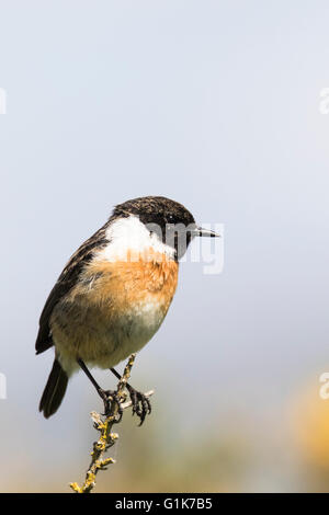 Un européen mâle stonechat Borth à galles Ceredigion Banque D'Images