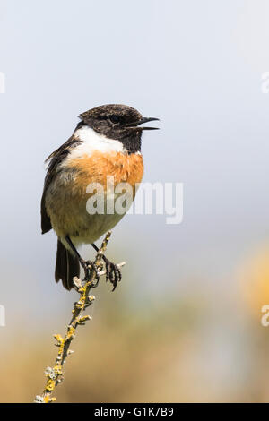 Un européen mâle stonechat Borth à galles Ceredigion Banque D'Images