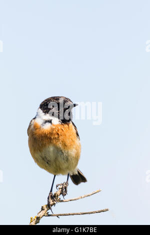 Un européen mâle stonechat Borth à galles Ceredigion Banque D'Images