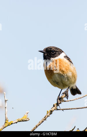 Un européen mâle stonechat Borth à galles Ceredigion Banque D'Images