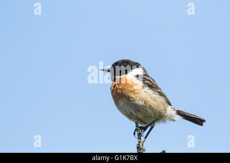 Un européen mâle stonechat Borth à galles Ceredigion Banque D'Images