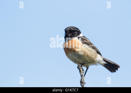 Un européen mâle stonechat Borth à galles Ceredigion Banque D'Images