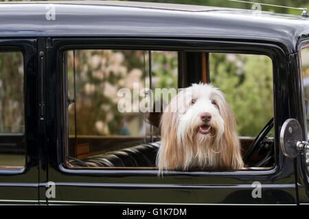 Border Collie assis dans le siège du conducteur de véhicule à moteur vintage, Haworth, dans le Yorkshire, UK Banque D'Images