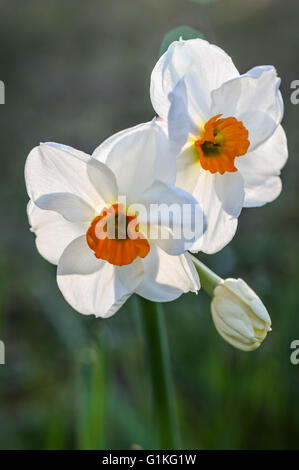 Fleurs de Narcissus tazetta Banque D'Images