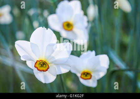 Narcissus poeticus fleurs Banque D'Images