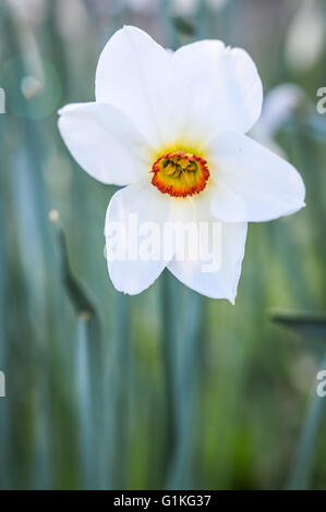 Belle fleur narcisse poeticus Banque D'Images