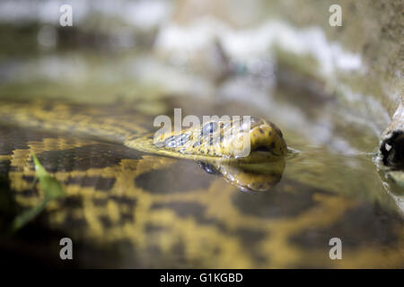 Un anaconda jaune ou anaconda du Paraguay, Eunectes notaeus, dans l'eau. Ce boa espèce endémique de l'Amérique du Sud Banque D'Images