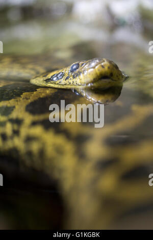 Un anaconda jaune ou anaconda du Paraguay, Eunectes notaeus, dans l'eau. Comme tous les boas et pythons, ce serpent n'est pas venimeuse Banque D'Images