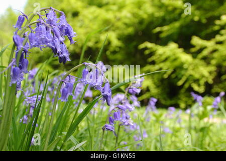 Bluebells (Hyacinthoides non-scripta) poussent dans une clairière des bois dans le Derbyshire, Angleterre Royaume-uni - mai Banque D'Images