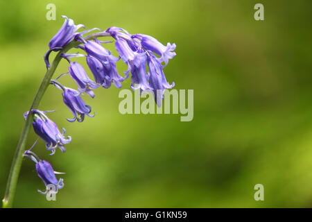 Une politique commune de bluebell (Hyacinthoides non-scripta) fleurit sous le couvert des arbres dans une ancienne forêt dans le Derbyshire, Angleterre, Royaume-Uni Banque D'Images