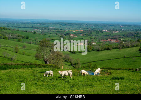 Vaches charolaises paissant dans le ressort. Brionnais. Saône et Loire. Bourgogne-Franche-Comté. France Banque D'Images