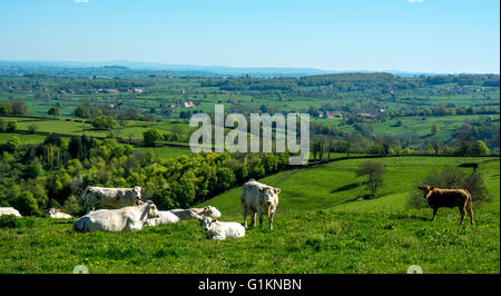 Vaches charolaises paissant dans le ressort. Brionnais. Saône et Loire. Bourgogne-Franche-Comté. France Banque D'Images