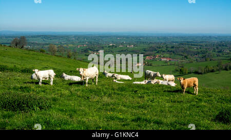 Vaches charolaises paissant dans le ressort. Brionnais. Saône et Loire. Bourgogne-Franche-Comté. France Banque D'Images