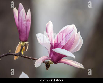 Magnolia soulangeana magnolia soucoupe ,est une plante hybride dans le genre Magnolia et la famille Magnoliaceae Banque D'Images