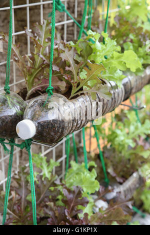 Laitue de plus en plus utilisé dans les bouteilles en plastique, les réutiliser recycler eco concept Banque D'Images