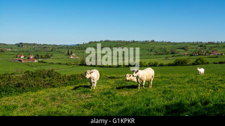 Vaches charolaises paissant dans le ressort. Brionnais. Saône et Loire. Bourgogne-Franche-Comté. France Banque D'Images