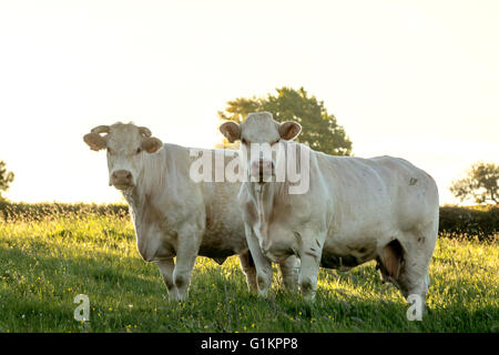 Vaches charolaises paissant dans le ressort. Brionnais. Saône et Loire. Bourgogne-Franche-Comté. France Banque D'Images