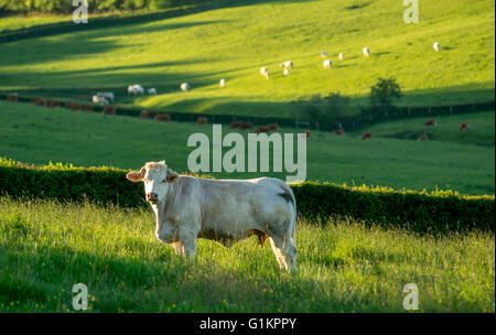 Vaches charolaises paissant dans le ressort. Brionnais. Saône et Loire. Bourgogne-Franche-Comté. France Banque D'Images