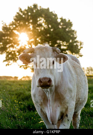 Vaches charolaises paissant dans le ressort. Brionnais. Saône et Loire. Bourgogne-Franche-Comté. France Banque D'Images